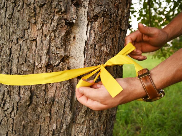 Zwei Hände binden eine gelbe Schleife um einen Baum.